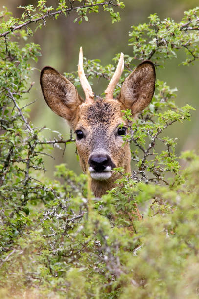 Roe Deer Roe Deer in meadow roe deer stock pictures, royalty-free photos & images