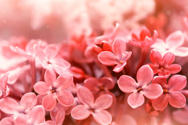 istock tender soft red flowers close up 1252381581