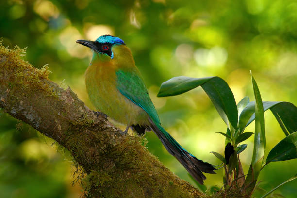 Blue-crowned Motmot, Momotus momota, portrait of nice green and yellow bird, wild nature, animal in the nature forest habitat, Costa Rica. Wildlife tropic scene from nature. Beautiful bird, Panama. Blue-crowned Motmot, Momotus momota, portrait of nice green and yellow bird, wild nature, animal in the nature forest habitat, Costa Rica. Wildlife tropic scene from nature. Beautiful bird, Panama. motmot stock pictures, royalty-free photos & images