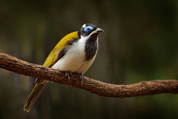 honeyeater o niebieskiej twarzy, entomyzon cyanotis, rzadki ptak w ciemnym lesie. piękny ptak z australii. ptak z niebieską twarzą siedzącą na gałęzi drzewa. honeyeater w środowisku przyrody. australia wildlife. - honeyeater zdjęcia i obrazy z banku zdjęć