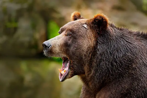 Bear with open muzzle. Portrait of brown bear. Detail face portrait of danger animal. Beautiful big brown bear nature habitat. Dangerous animal in nature forest.