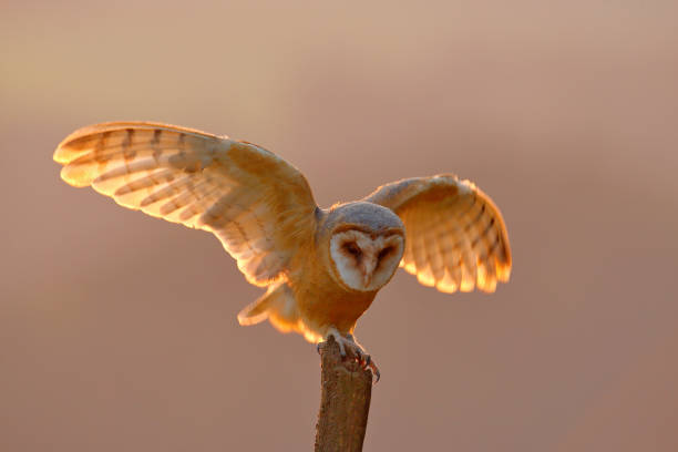 istock Evening light with landing owl. Barn owl flying with spread wings on tree stump at the evening. Wildlife scene from nature. Bird on tree trunk 1252381846