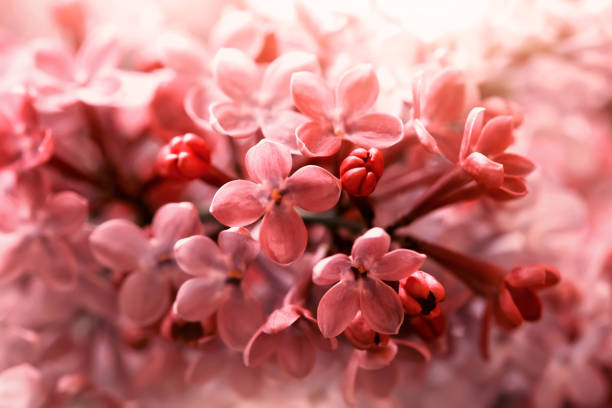 istock cute pink lilac flowers close up 1252382414