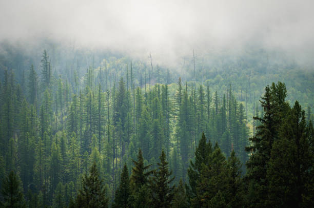 istock foggy forest nature photography 1252382480