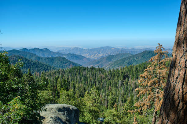 parque nacional sequoia na califórnia, eua - sequoia national forest - fotografias e filmes do acervo