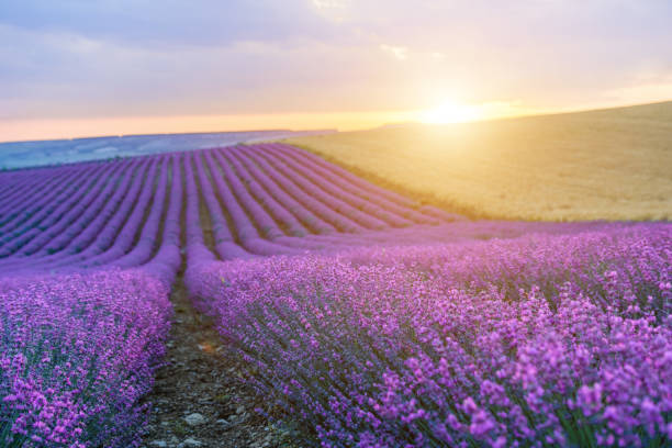 istock Lavender flower blooming scented fields in endless rows on sunrise. Selective focus on Bushes of lavender purple aromatic flowers at lavender fields of the French Provence near Valensole 1252383637