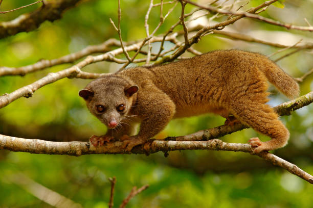 Kinkajou, Potos flavus, tropic animal in the nature forest habitat. Mammal in Costa Rica. Wildlife scene from nature. Wild Kinkajou on the tree. Mammal walking in the tree branch. Kinkajou, Potos flavus, tropic animal in the nature forest habitat. Mammal in Costa Rica. Wildlife scene from nature. Wild Kinkajou on the tree. Mammal walking in the tree branch. plush bear stock pictures, royalty-free photos & images