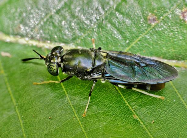 istock Black Soldier fly resting on a green leaf. 1252387421