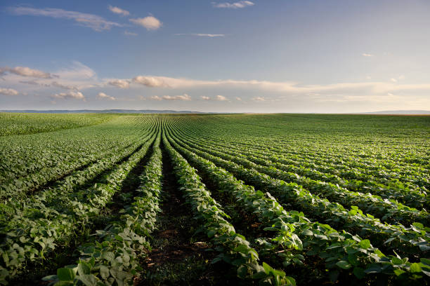 istock Open soybean field at sunset.Soybean field . 1252387858