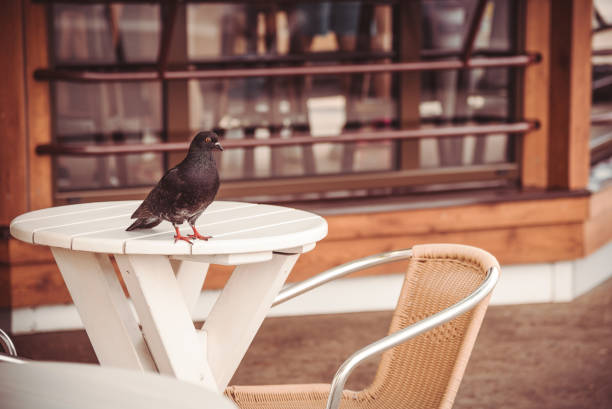 istock Pigeon on a little table in street cafe 1252387864