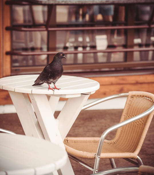 istock Pigeon on a little table 1252389117