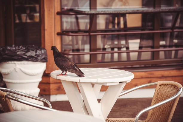 istock Pigeon on a little table in street cafe 1252389128