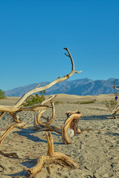 mesquite flat sand dunes, death valley national park - mesquite tree imagens e fotografias de stock