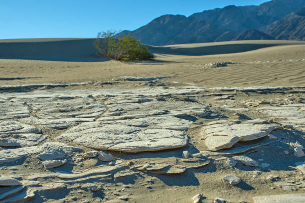 mesquite flat sand dunes, death valley national park - mesquite tree imagens e fotografias de stock