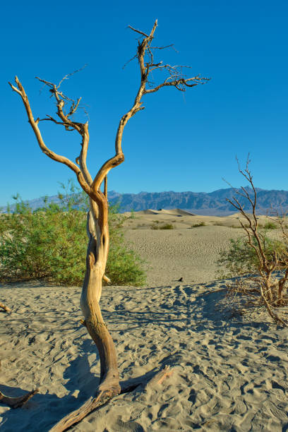 mesquite flat sand dunes, death valley national park - mesquite tree imagens e fotografias de stock