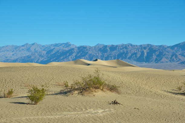 mesquite flat sand dunes, death valley national park - mesquite tree imagens e fotografias de stock