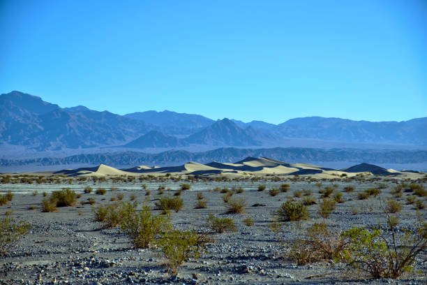 mesquite flat sand dunes, death valley national park - mesquite tree imagens e fotografias de stock