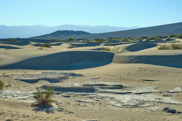 mesquite flat sand dunes, death valley national park - mesquite tree imagens e fotografias de stock