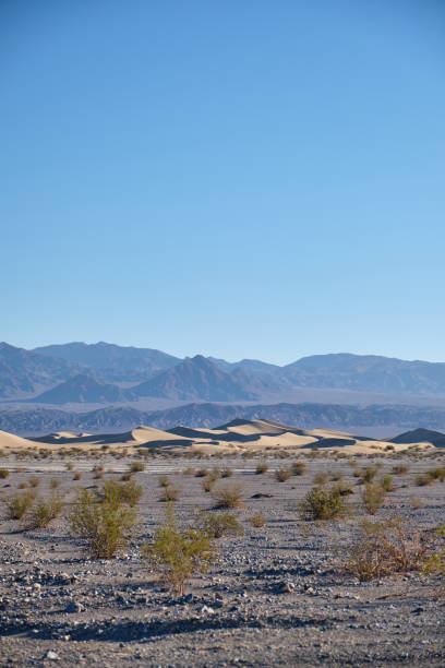 dune di sabbia piatte di mesquite, parco nazionale della valle della morte - mesquite tree foto e immagini stock