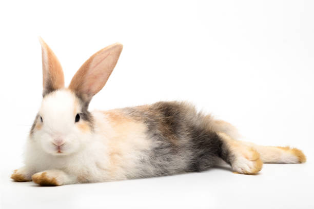 istock The three colored rabbit laying down and looking at the camera isolated on white background. 1252389378