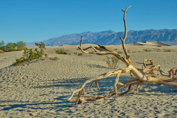 dune di sabbia piatte di mesquite, parco nazionale della valle della morte - mesquite tree foto e immagini stock