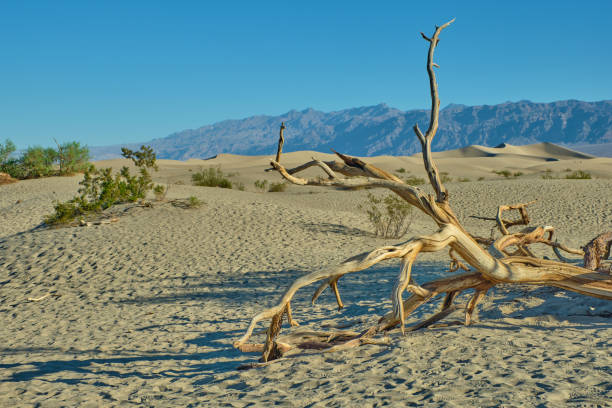 mesquite flat sand dunes, death valley national park - mesquite tree imagens e fotografias de stock
