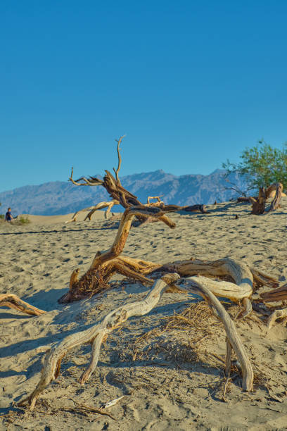 dune di sabbia piatte di mesquite, parco nazionale della valle della morte - mesquite tree foto e immagini stock