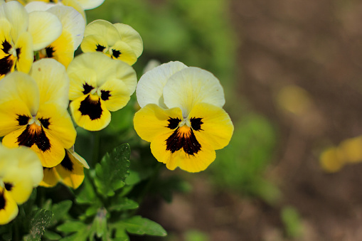 Beautiful floral background of garden flowers pansies. Selecrive focus.