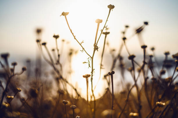istock Close up Nature, Aegean Sea, Turkey 1252393707
