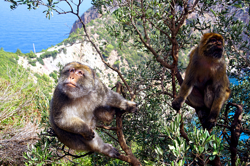 Cape Carbon is a popular spot for families who want to enjoy a walk by the sea and meet with friendly monkeys on the way.\nIt is located a few kilometers North-East of the city.