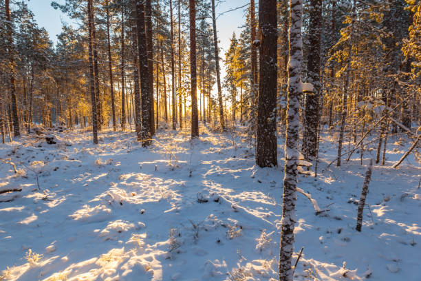 istock Sunny day in the winter pine forest. Winter landscape 1252394844