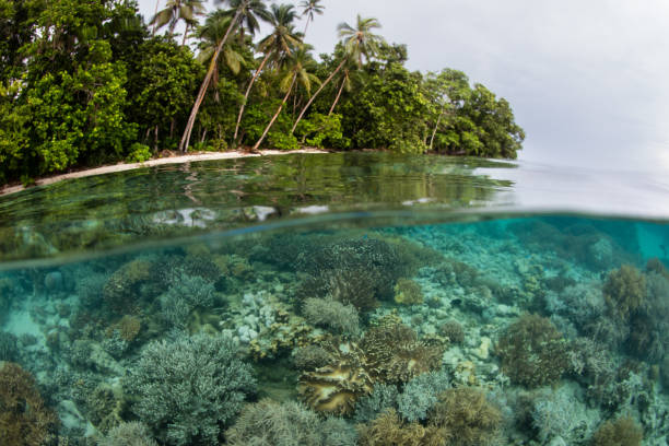 istock Coral Reef and Remote Tropical Island 1252395448