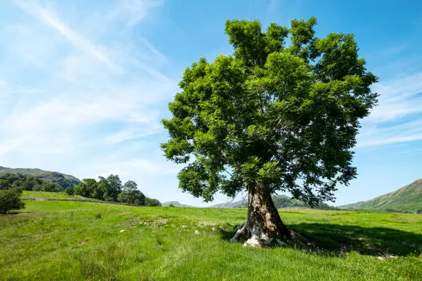 Ash tree in meadow with mountainous background