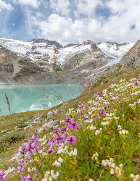 istock Alpine flowers by the glacier lake 1252395601
