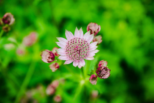 Blooming Astrantia in the garden. Selective focus. Shallow depth of field.
