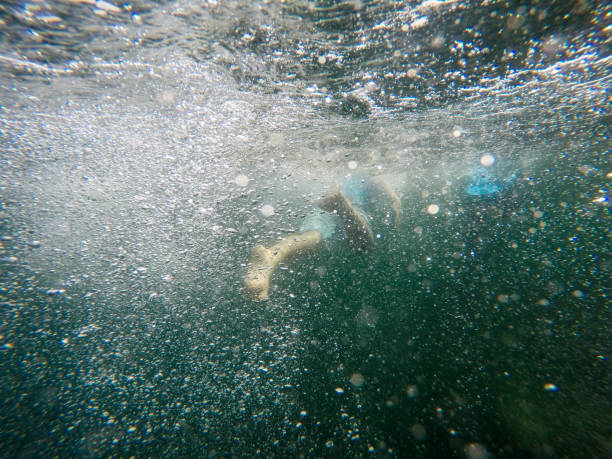istock Swimming in Catalina Island oceans 1252396036