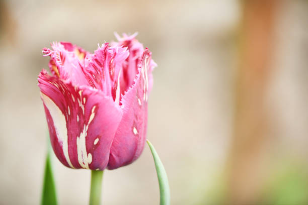Tulip flower bloom on natural background. High resolution photo.
