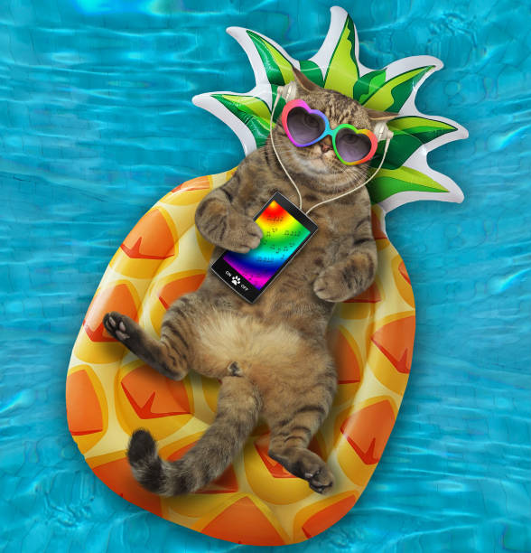 istock Cat listens to music on inflatable pineapple 1252399190