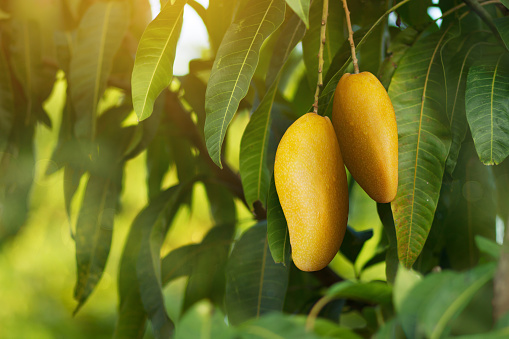 Ripe mango fruit hanging on the tree with beautiful sunlight and nature background