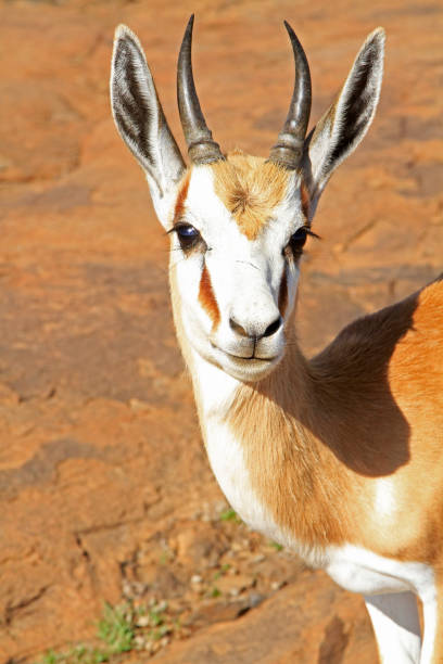 Portrait of a young male springbok looking into the camera