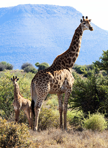 Giraffe mother and baby in the wild