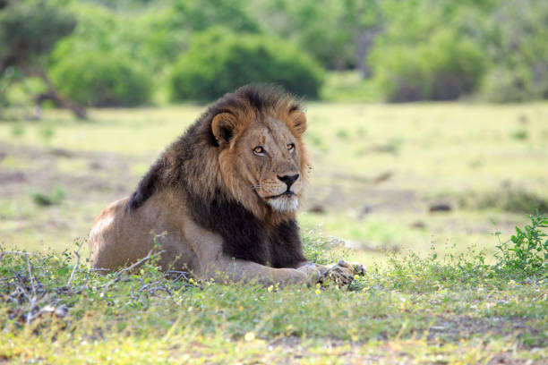 istock Big male lion 1252400098