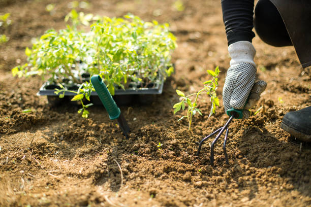 istock An unrecognizable person grabs a garden 1252400732