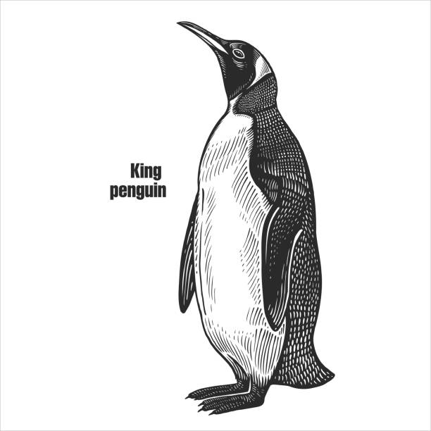 ilustrações, clipart, desenhos animados e ícones de ave aquática exótica. pinguim-rei. - pinguim de schlegel