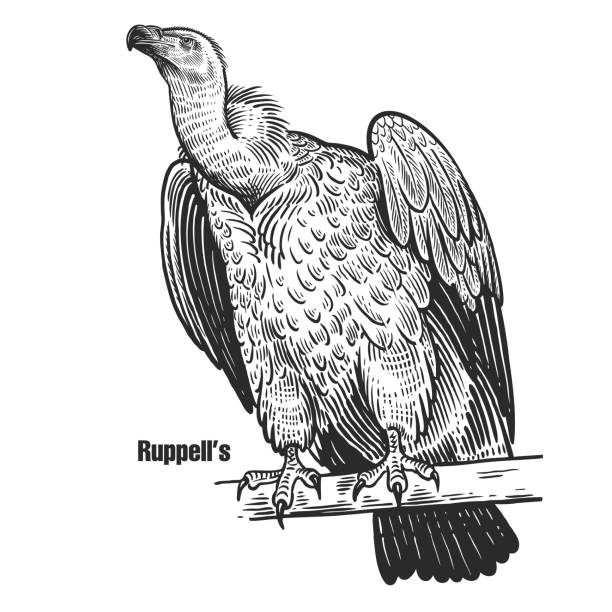 Griffon vulture. Predatory bird. Ruppell's. Ruppell's. Griffon vulture. Predatory bird. Black sketch of animal on a white background. Vintage engraving. Vector illustration. Isolated image. Wild life. Natural motive. vulture stock illustrations
