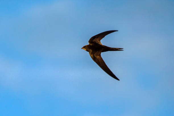 Common Swift (Apus apus). Black swift flying on the blue sky. swift bird stock pictures, royalty-free photos & images
