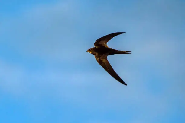 Black swift flying on the blue sky.