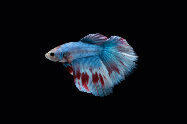 istock Side view of Blue halfmoon betta fish siamese (marble grizzle type) isolated on black color background. 1252401474