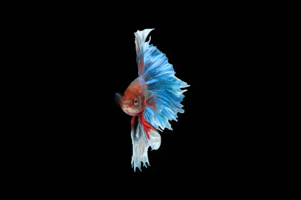 Front view of betta siamese fighting fish (Giant Halfmoon Rosetail type in red purple body color and blue white fin color combination) isolated on black background. image photo.