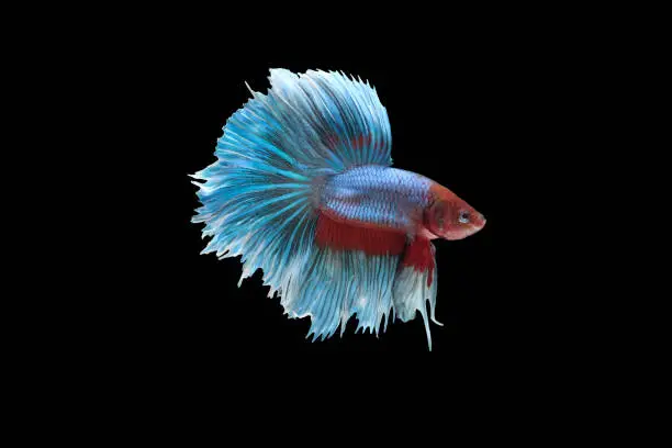 Side view of betta siamese fighting fish (Giant Halfmoon Rosetail type in red purple body color and blue white fin color combination) isolated on black background. Image photo